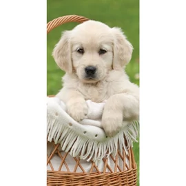 Kutyás törölköző, fürdőlepedő - Golden retriever kölyök