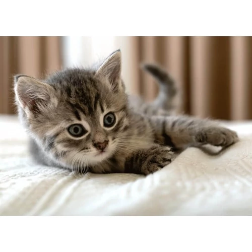 Cicás polár takaró, ágytakaró