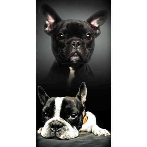 Kutyás törölköző, fürdőlepedő - Francia bulldogok
